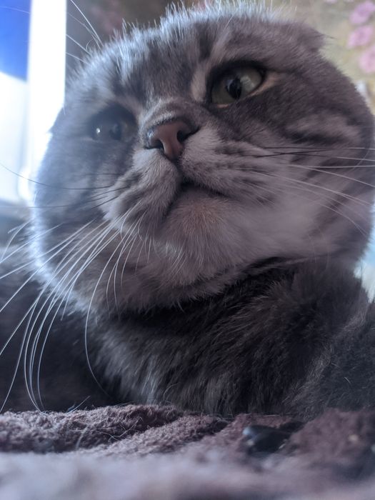 Тимофей. Опытный шотландский вислоухий кот на вязку