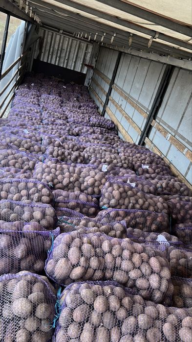 Картопля від фермера . Оптом. Мережева якість