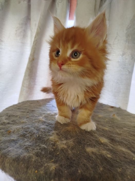 Крутезные малыши красный мрамор Мэйн Куны