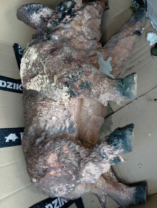 Figura rzeźba ogrodowa dekoracja ozdoba dzik