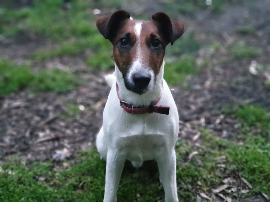 Вязка . Гладкошёрстный фокстерьер .