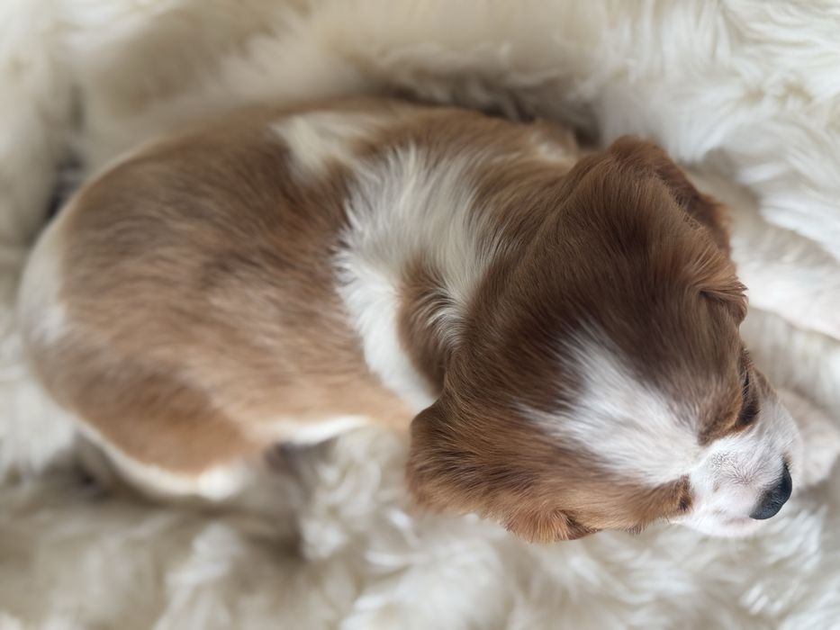 Sunia - Cavalier King Charles  Spaniel