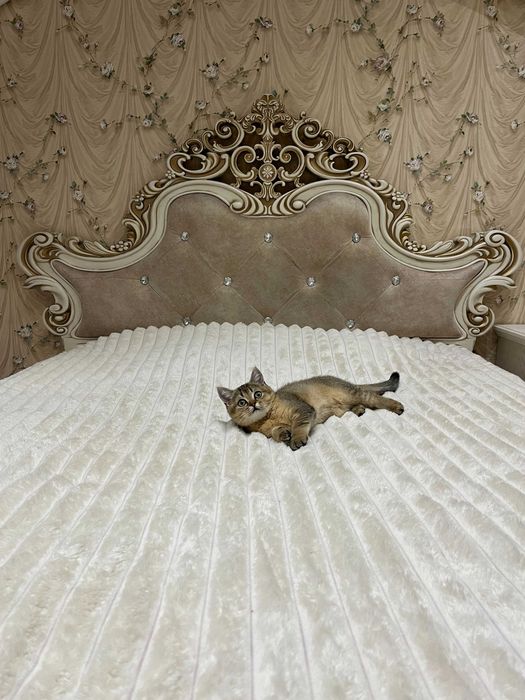 Кошенята Шотландської золотої шиншили. Золота шиншила.