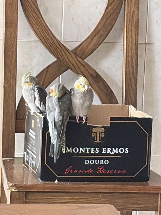 Caturras  tons amarelos e cinza