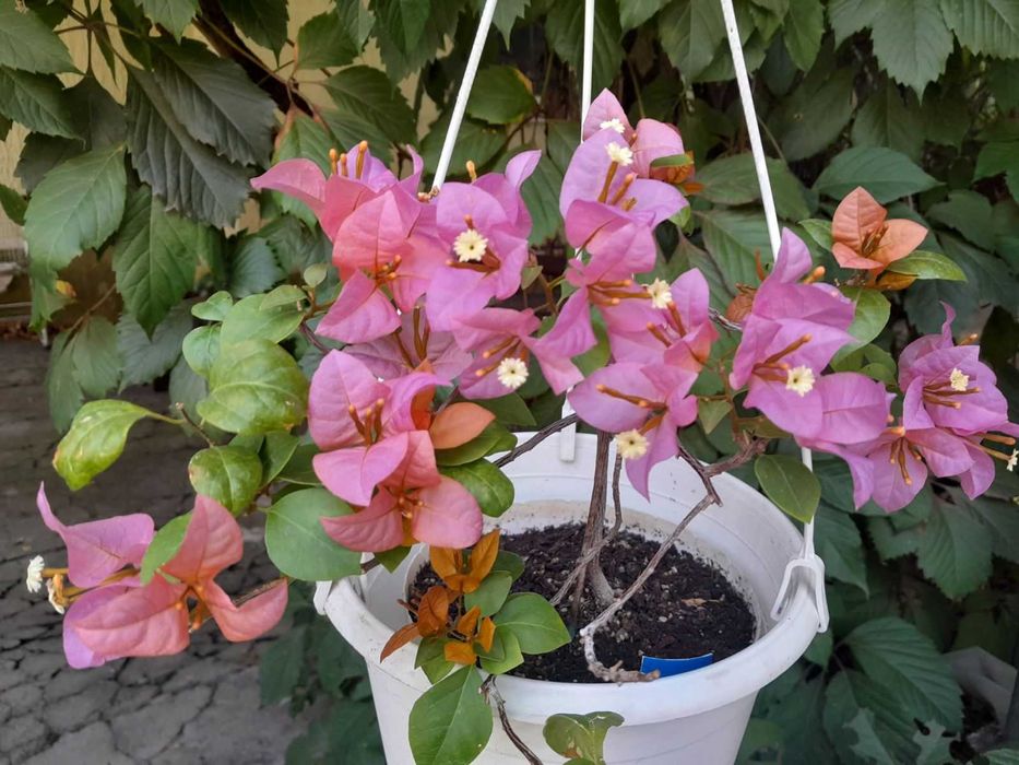 Бугенвілії підрощені