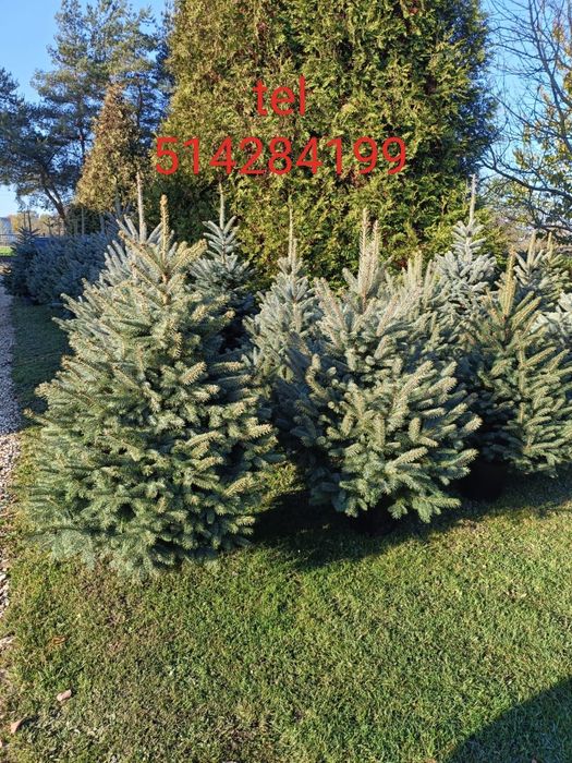 Choinki świerki w donicy nie jodła