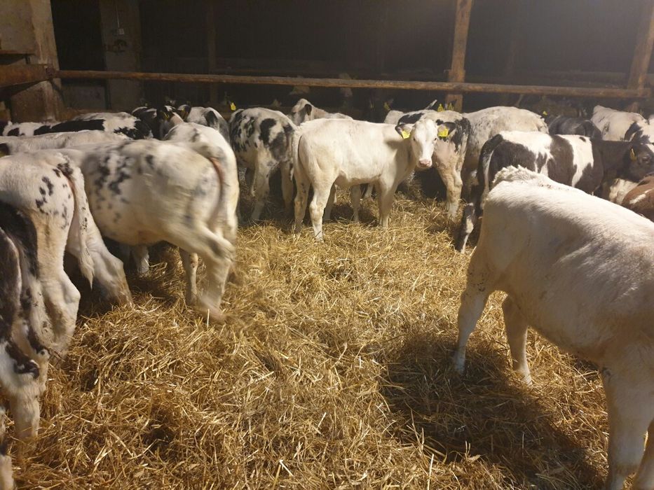 Slodkie byczunie na sprzedaz