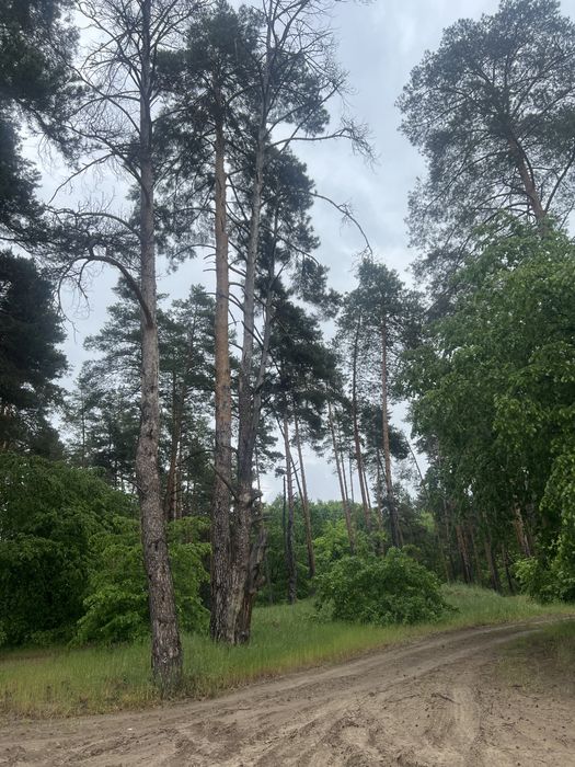 Продажа участка 108соток Вода Лес Таценки/земельна ділянка Ліс Вода