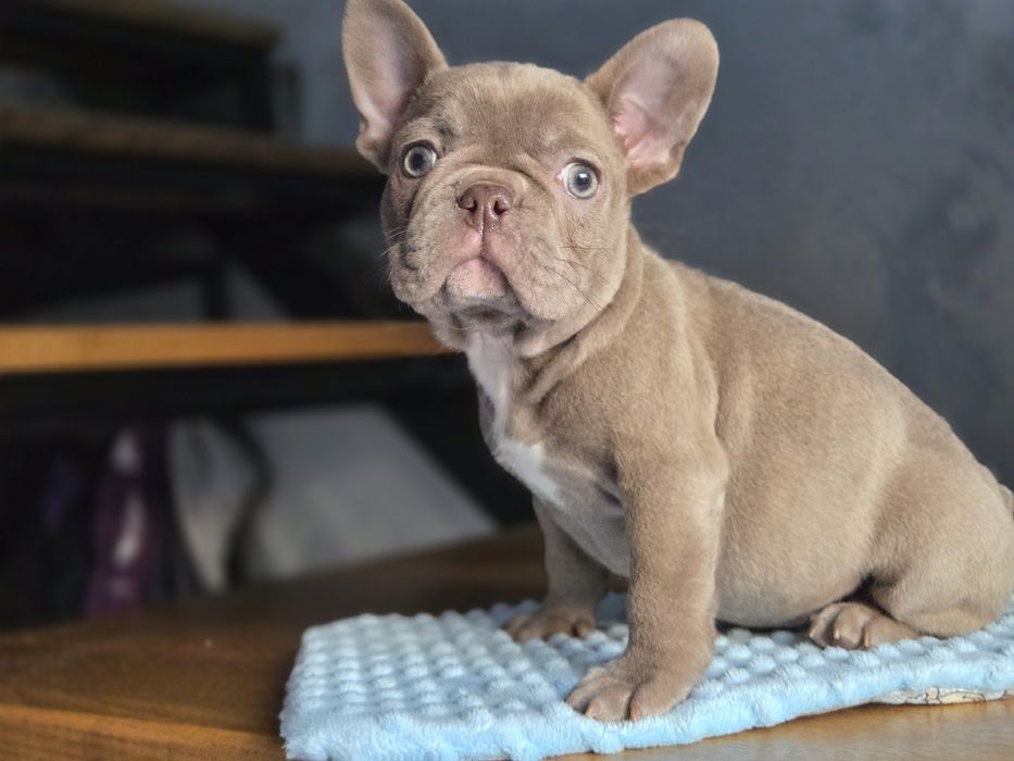 Бомбічна дівчинка французький бульдог
