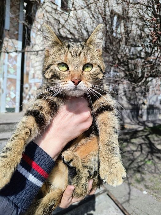 Отдам добрые руки