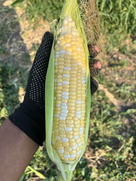 Сладкая кукуруза