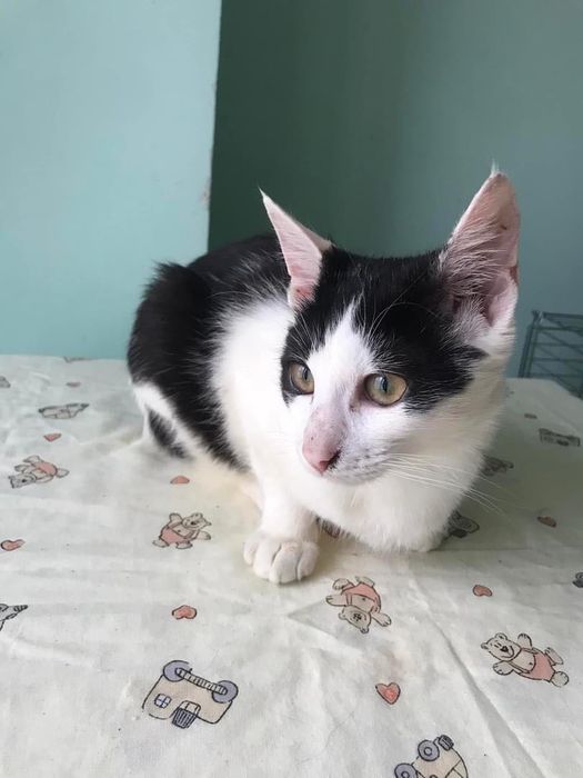 Чорно білий котик