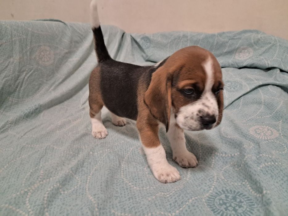 Продам щенков бигля