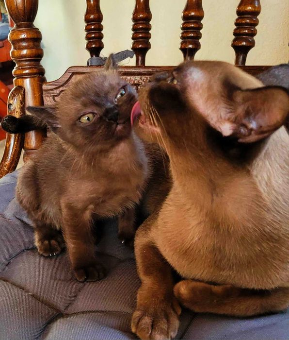 Питомник американской бурмы!