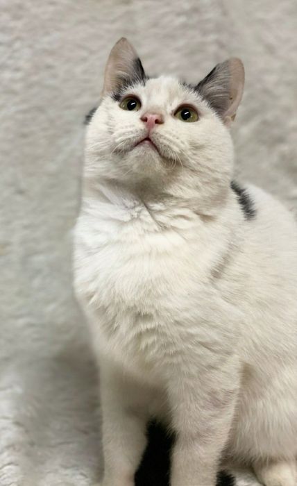 Отдам даром в добрые руки зеленоглазую бело-черную кошечку