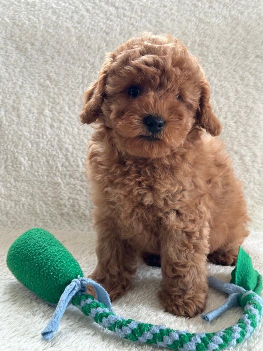 Хлопчик мальтіпу