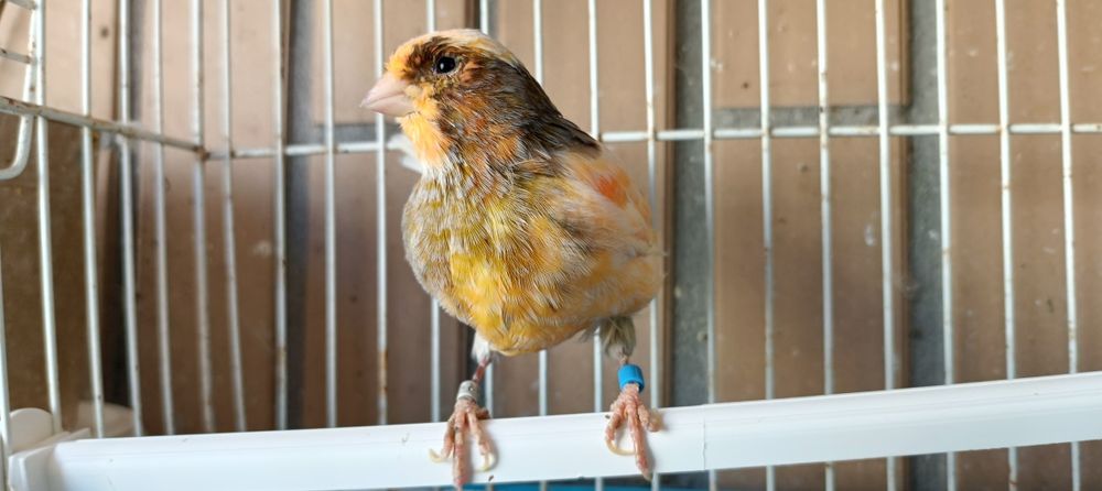 Canário macho Arlequim Português