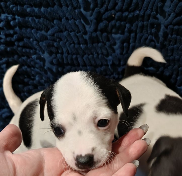 Джек Рассел малюки