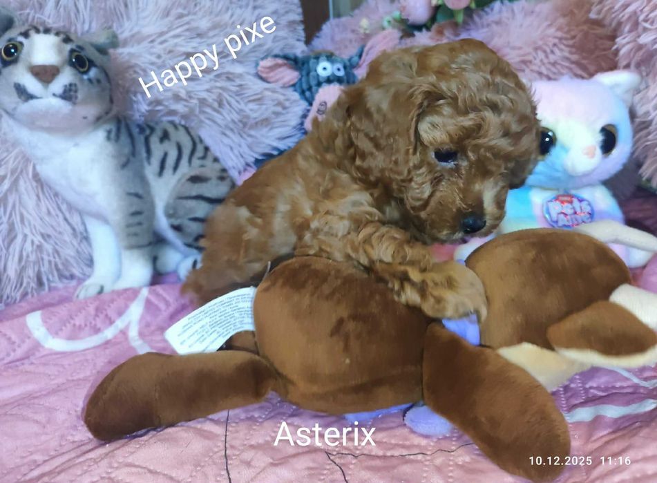 Pudel miniatura/toy do pokochania Astelix z badaniami genetycznymi