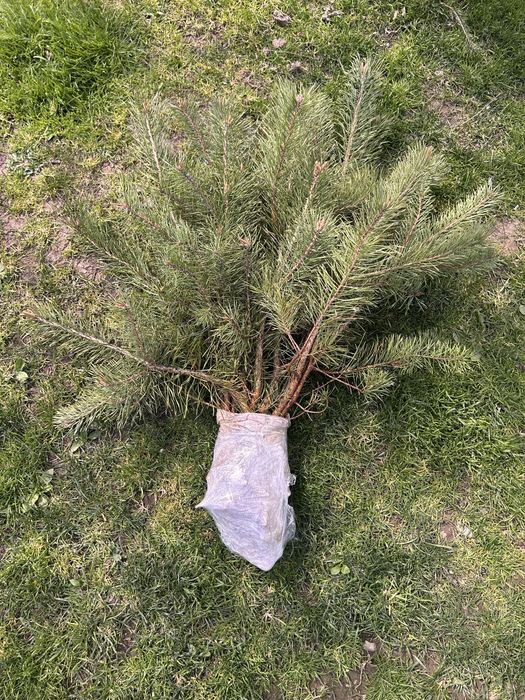 Сосна, саджанці сосни