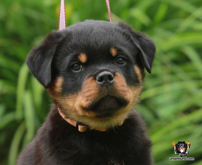 Елітні цуценята ротвейлера від розплідника Unserbund