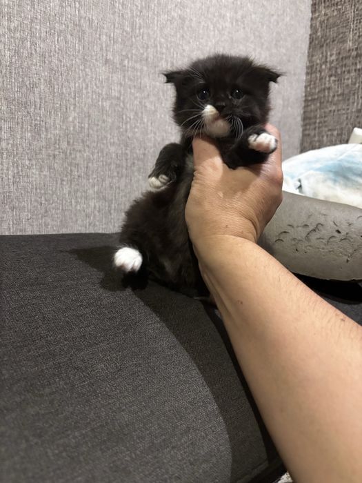 Кошенята шукають люблячу родину
