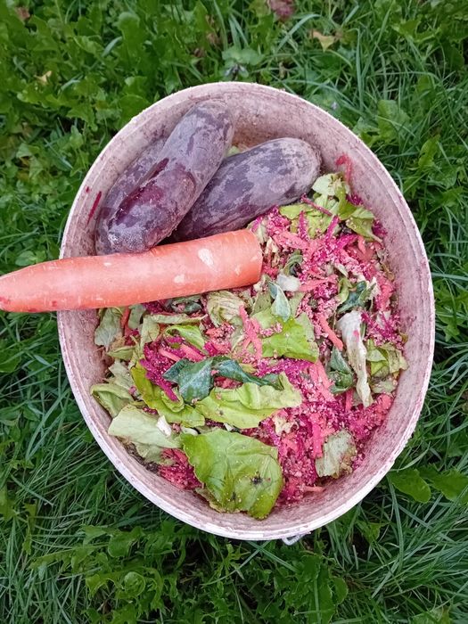 Kura kury aracuany naturalne ekologiczne pisklaki araucany kury arauca