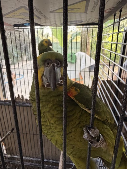 Papagaio Amazona Aestiva