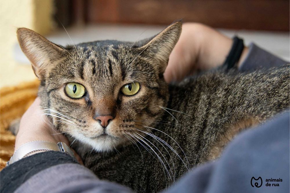 Simba | Para Adoção