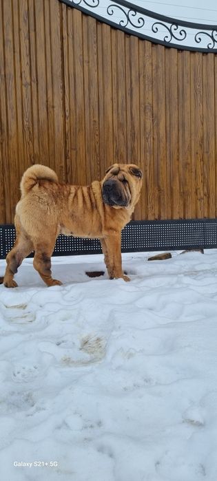 В'язка(злучка)Шарпея