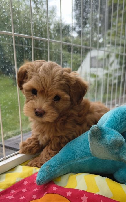 Maltipoo szczenię