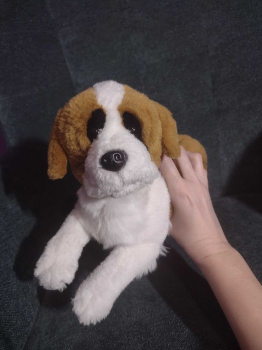 Кіт - рюкзак та кенгуру