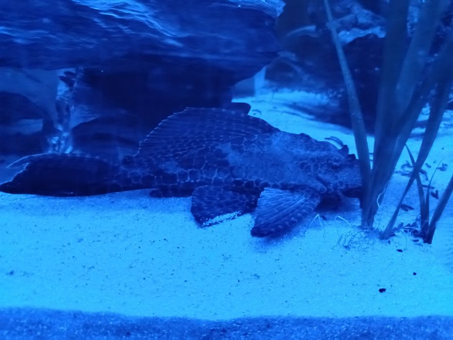 Pleco leopardo 20/25 cm