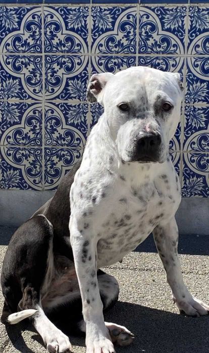 Cadela para adoção responsável