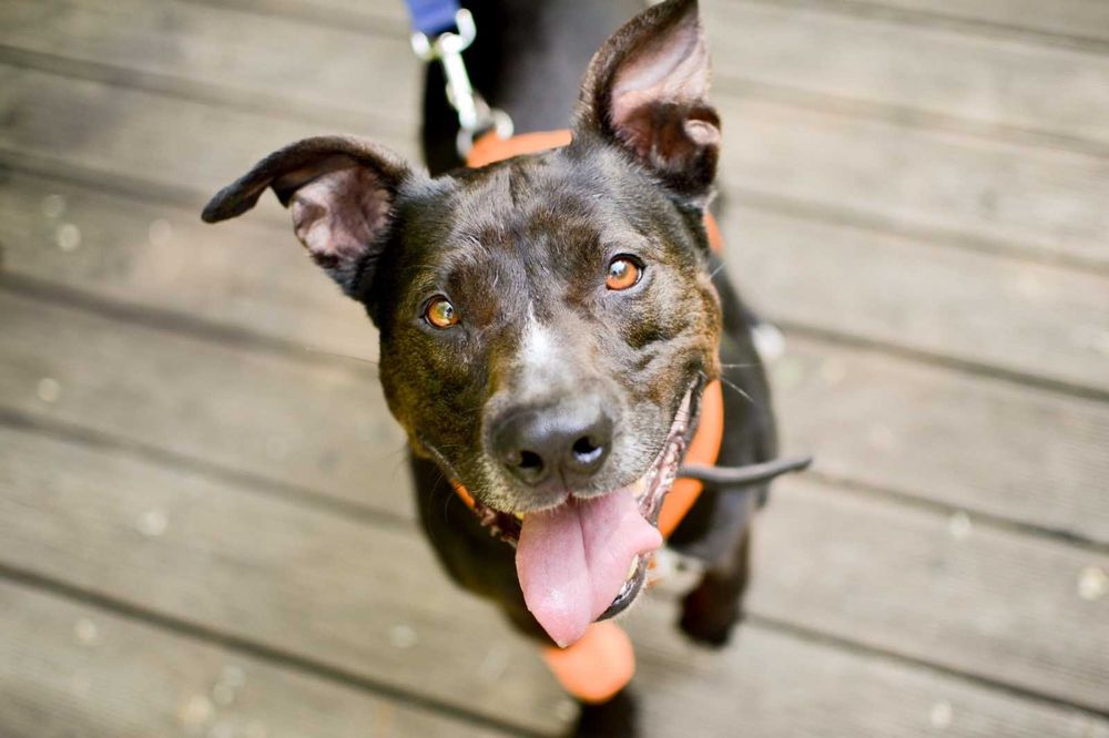 Super psiak Leto czeka na dom