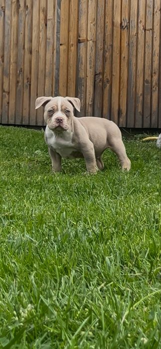 Samiec American bully ABKC