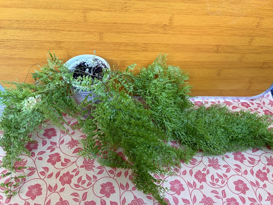 Хлорофітум кучерявий папоротник кучерявий примуліна  хлорофитум примул