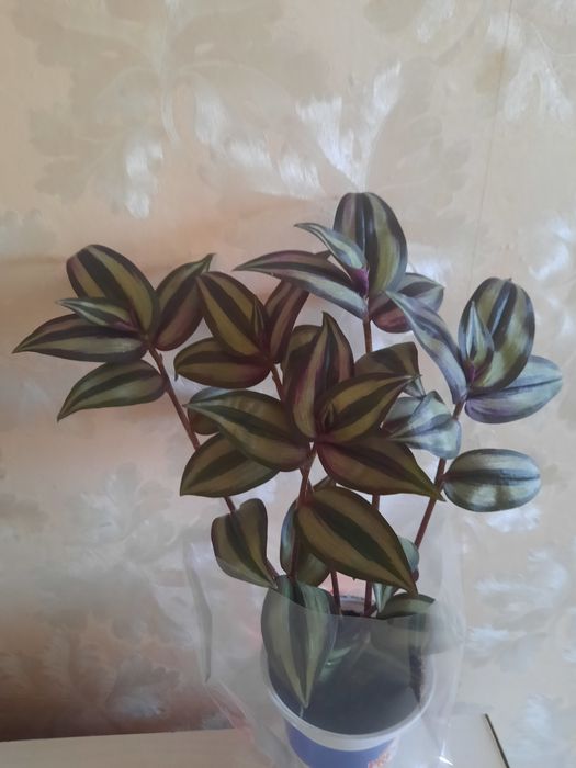 Традесканция  "Зебрина "