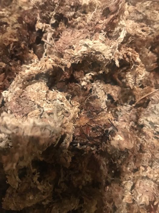 Musgo esfagno do Chile