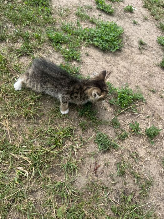 Віддам маленьке кошеня