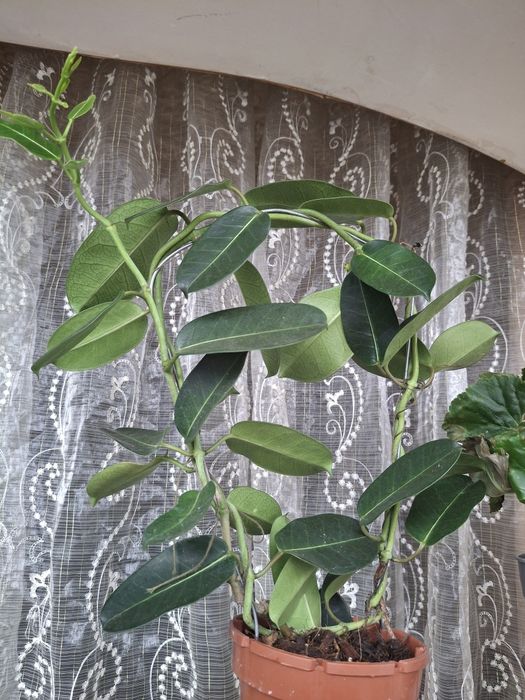 Орхидеи, Стефанотис, Хоя, АнтуриумКомнатные цветы