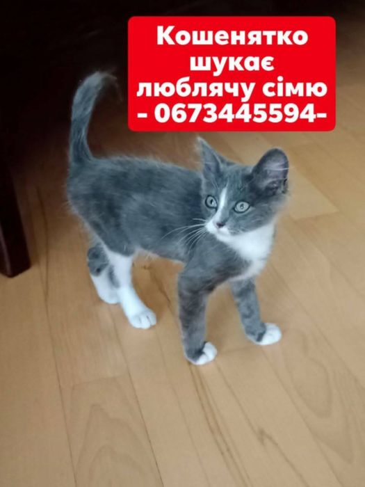 Котик хлопчик в добрі руки