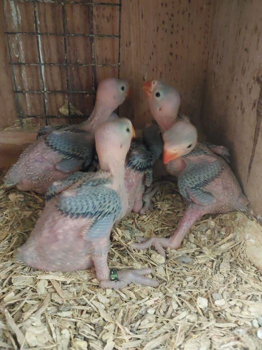 Ring necks violeta para criar a mão