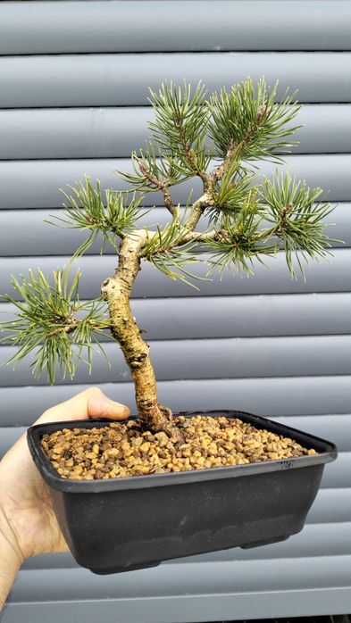 Bonsai pinus silvestre