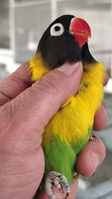 Agapornis Roseicollis e Personatus