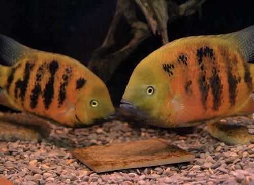 Цихлазома бокурті