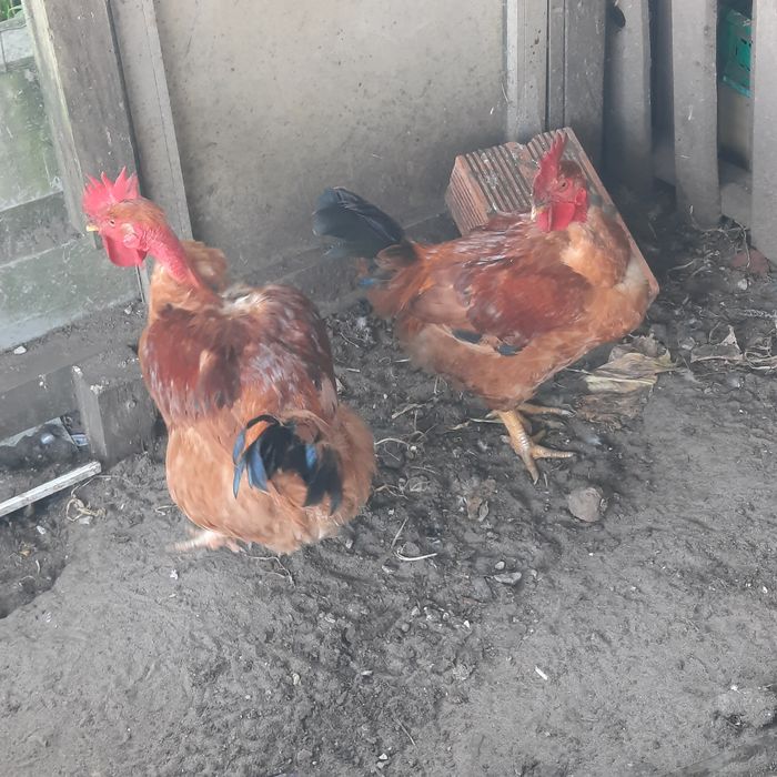 Galos caseiros ...