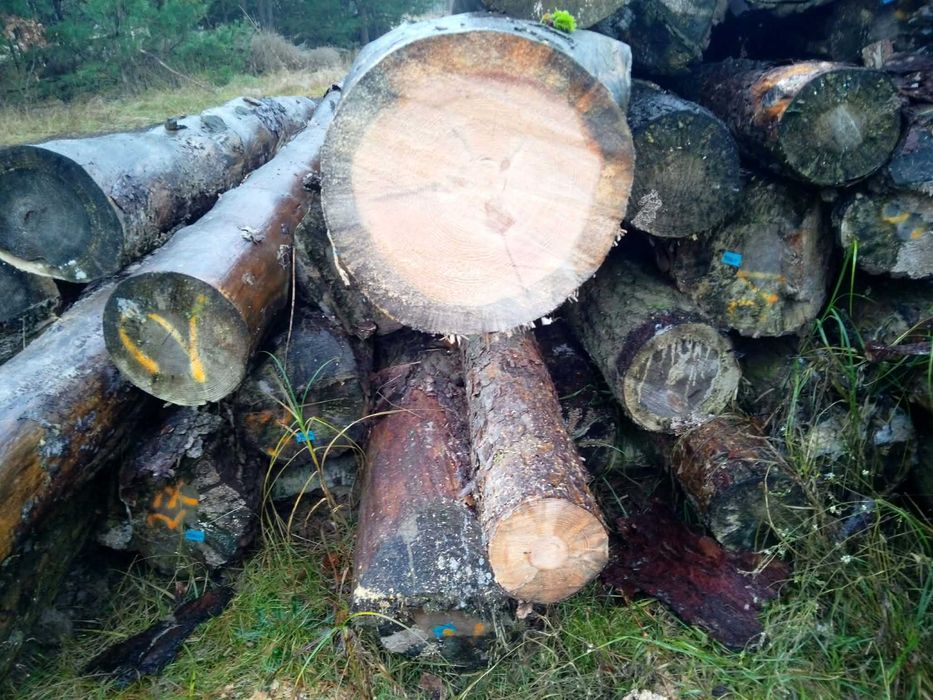 Drzewo sosnowe w wałku