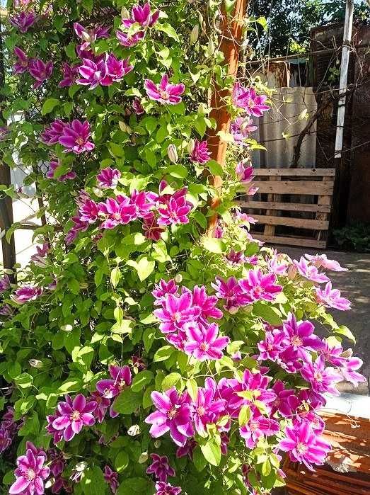 Дом Светлое 80 кв.м 3 комнаты Мебель Техника Гидрофор 6 соток