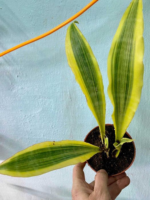 Sansevieria Aubrytiana Yellowstone  Сансевиерия Аубритиана Йеллоустоун